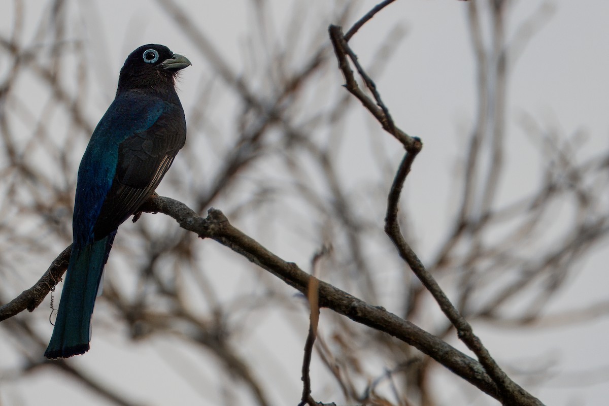 Black-headed Trogon - Will Sebern