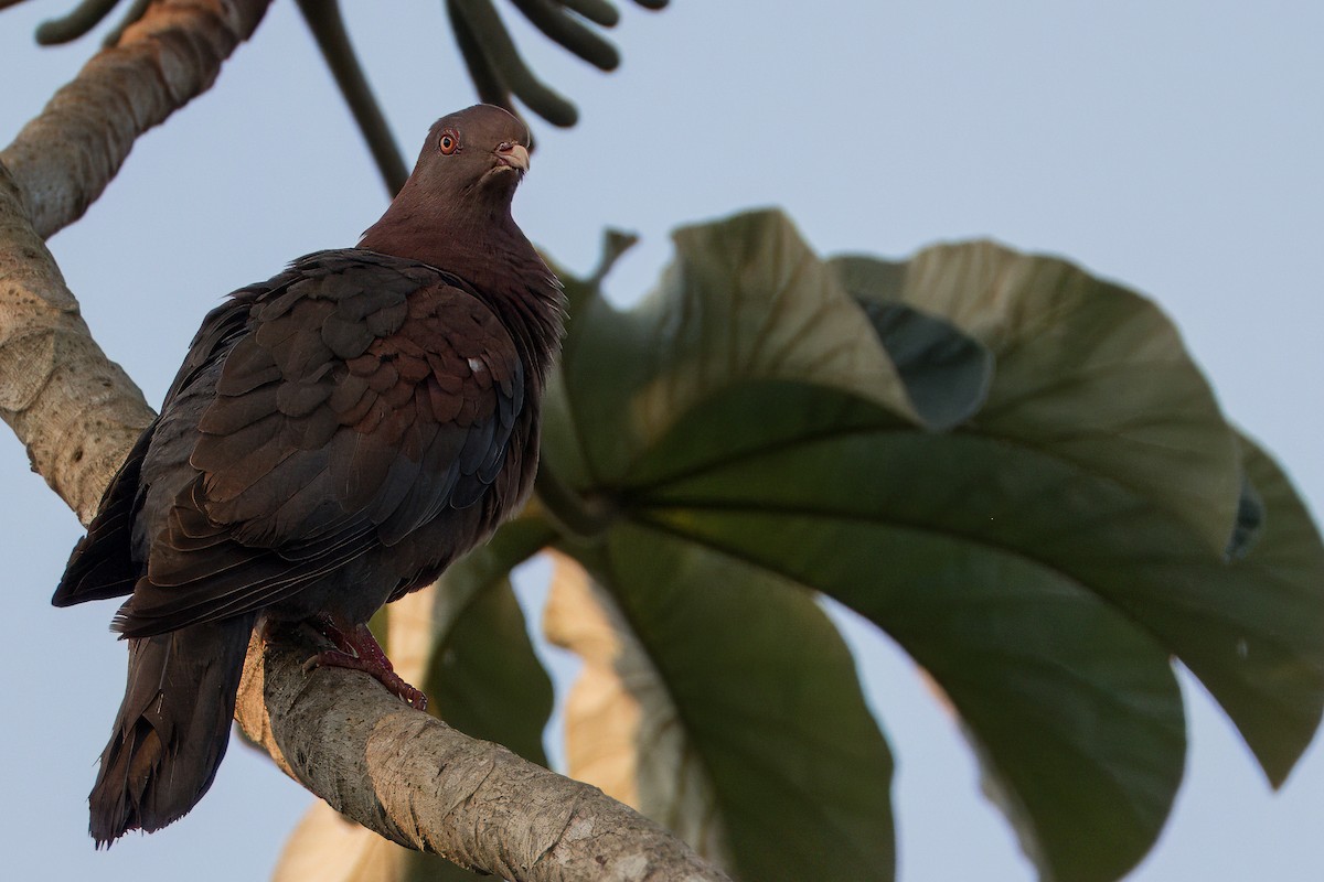 Pigeon à bec rouge - ML618151545