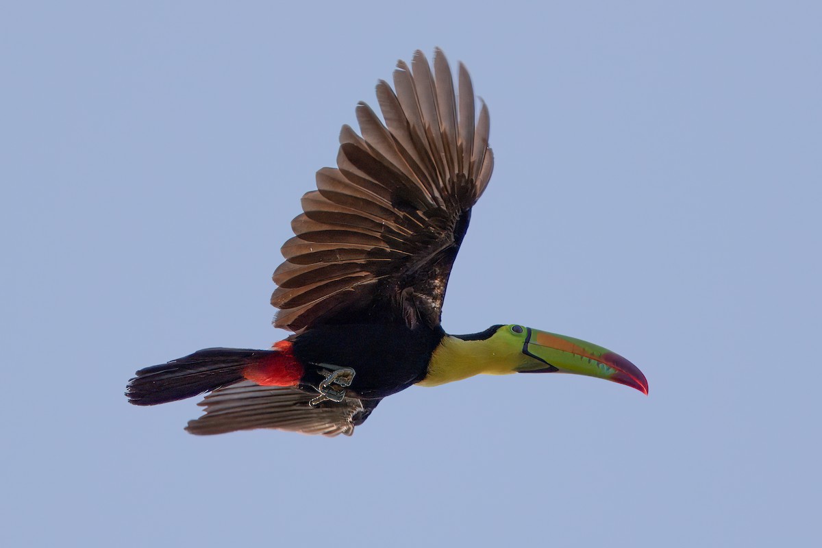 Keel-billed Toucan - Will Sebern