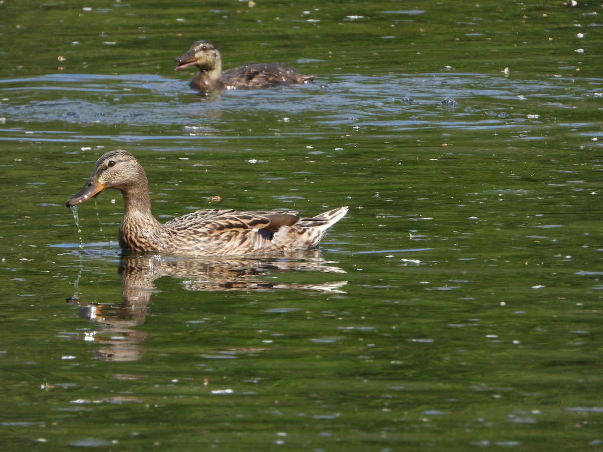 Mallard - stephen  carter