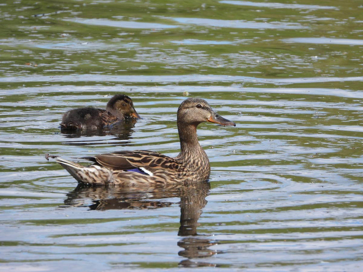 Mallard - stephen  carter