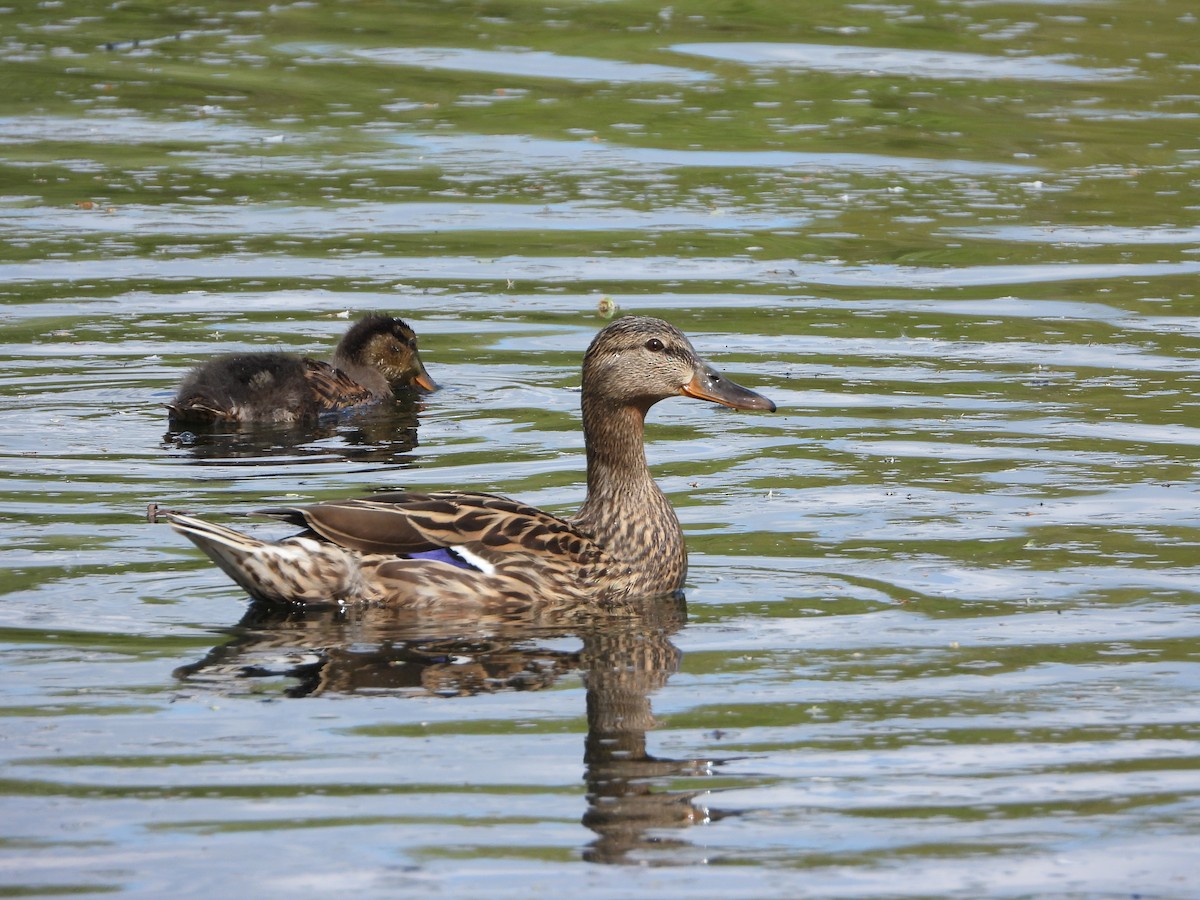 Mallard - stephen  carter