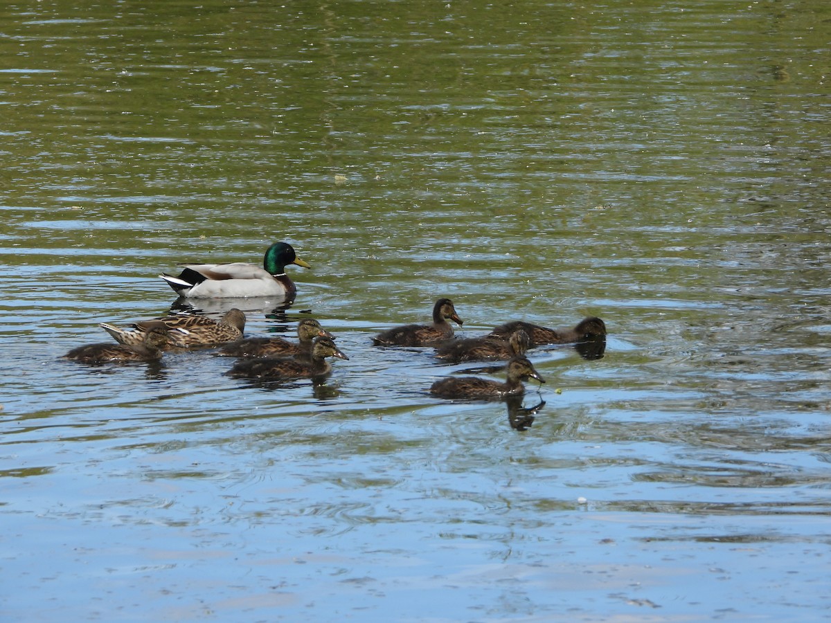 Mallard - stephen  carter