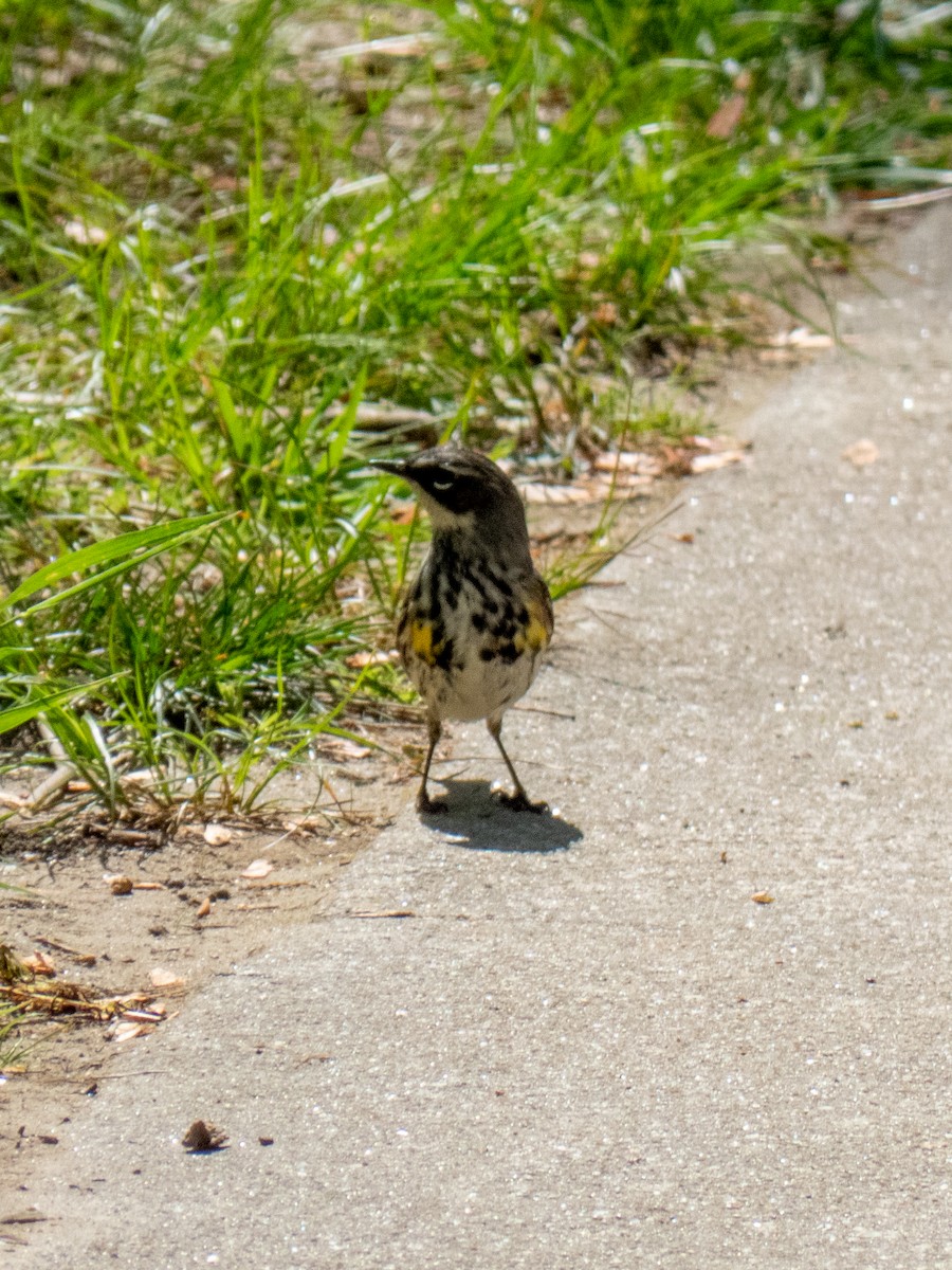 Yellow-rumped Warbler - Mamadou D