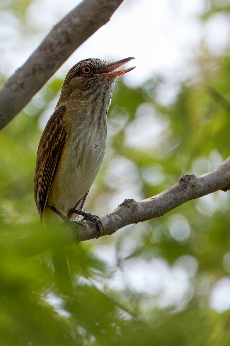 Bright-rumped Attila - Will Sebern