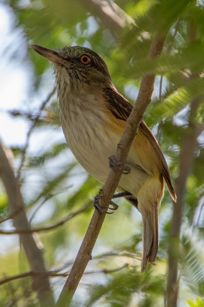 Bright-rumped Attila - Will Sebern