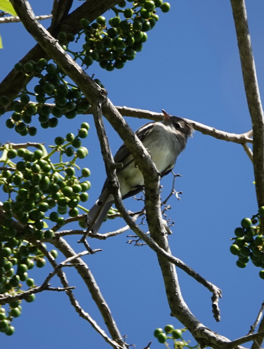 Yellow-bellied Elaenia - Jenny Vogt