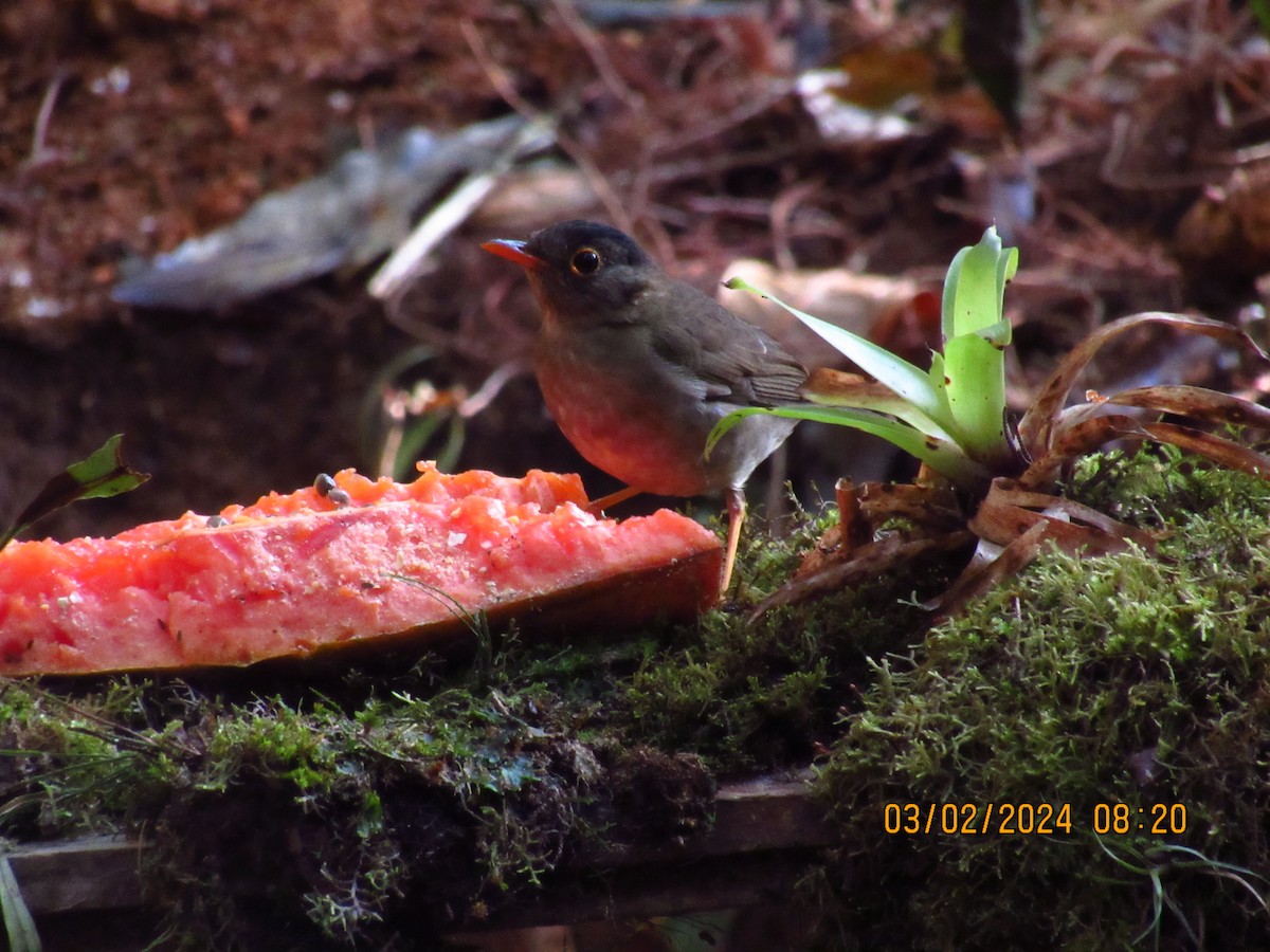 Black-headed Nightingale-Thrush - Samuel Fairhurst