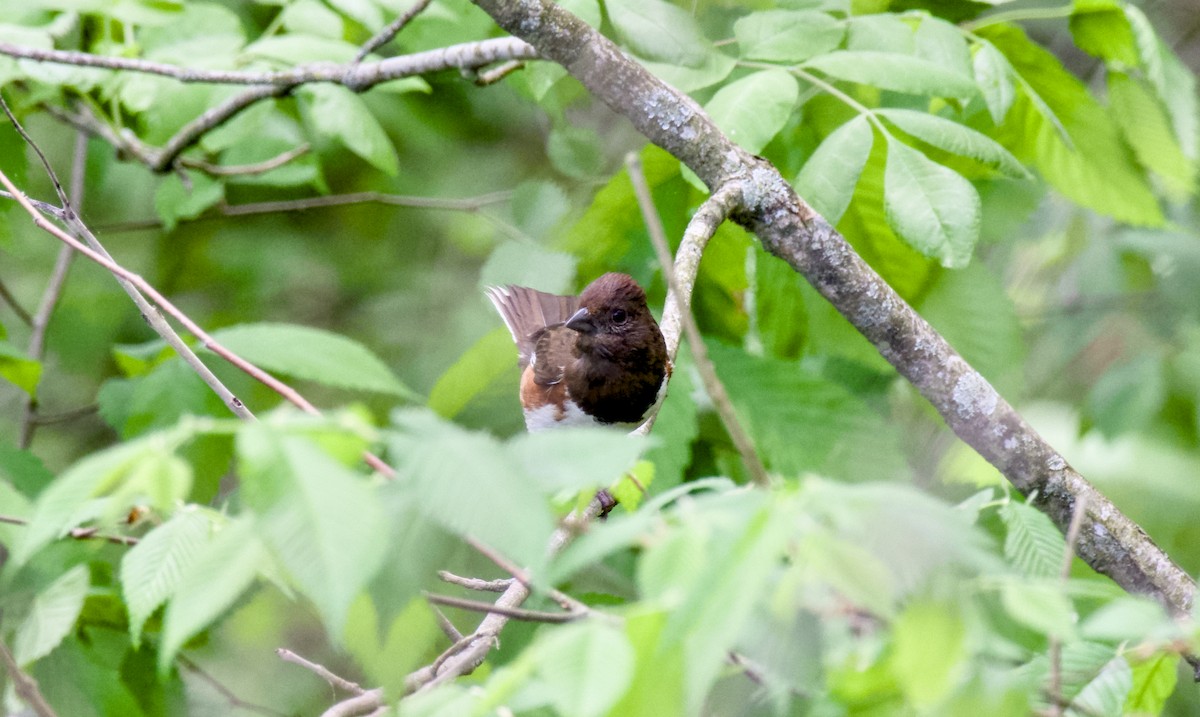 Eastern Towhee - Rickey Shive