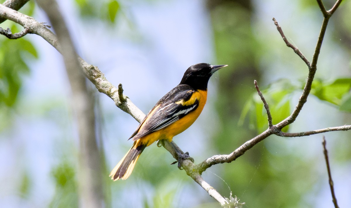 Baltimore Oriole - Rickey Shive