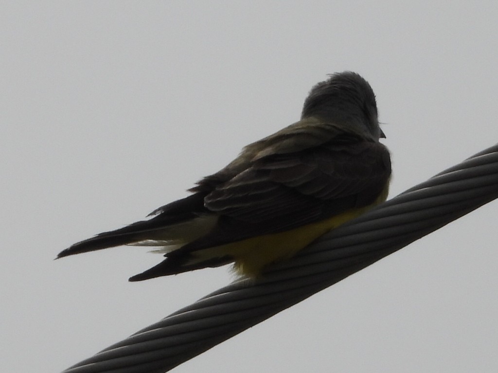 Western Kingbird - ML618151600