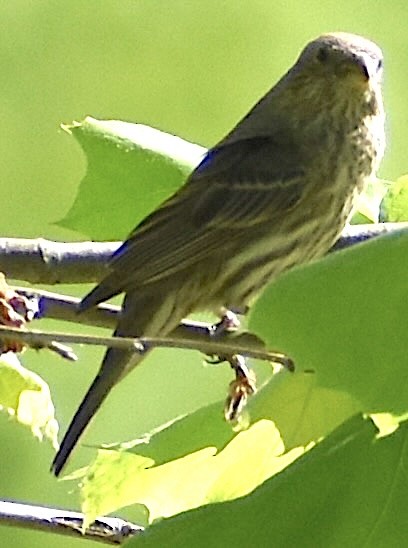 House Finch - Dale Morrow