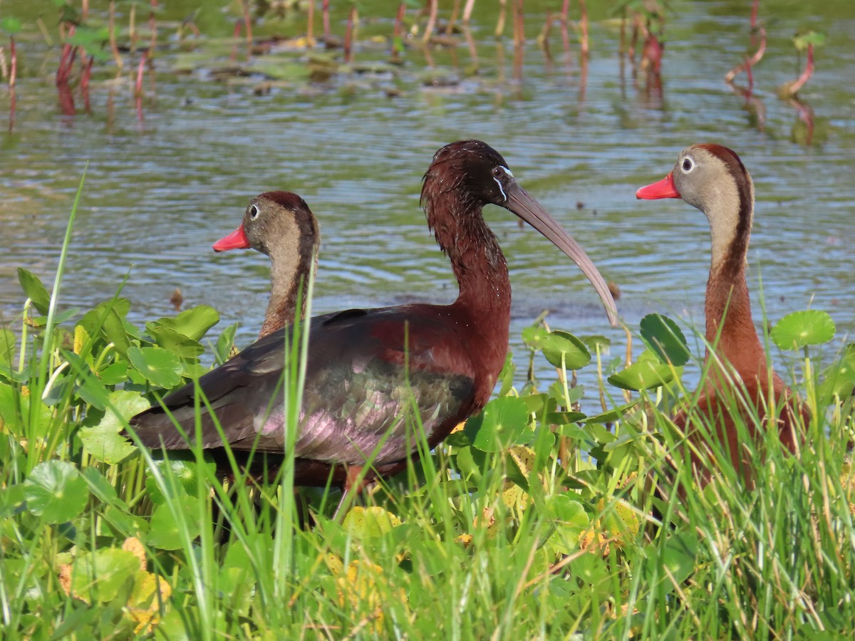 Glossy Ibis - Laurie Witkin