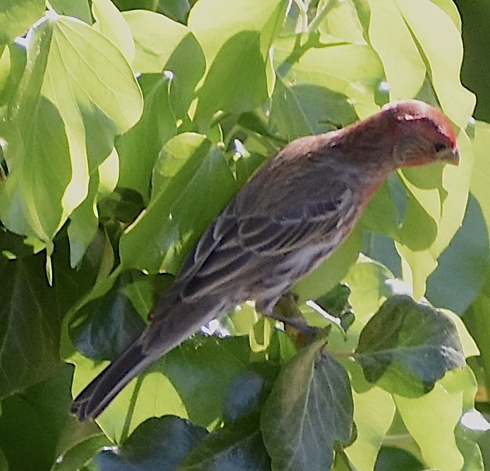 House Finch - Dale Morrow