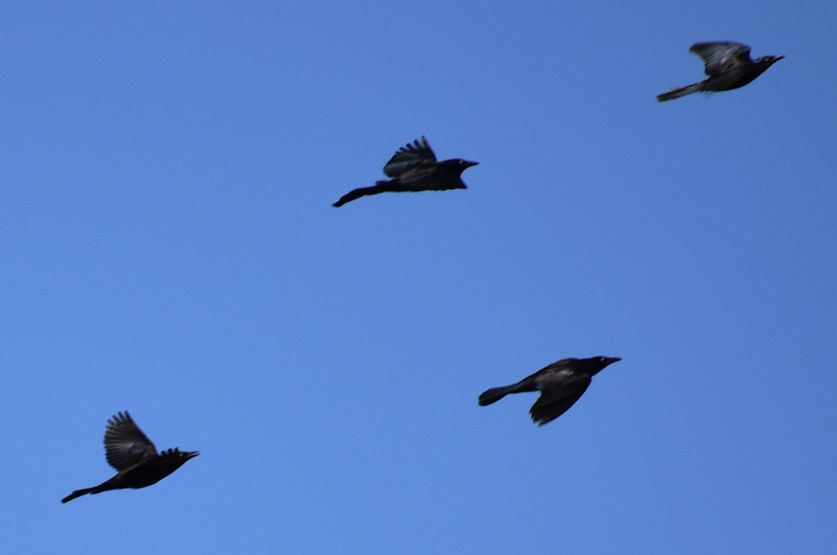 Common Grackle - Dale Morrow