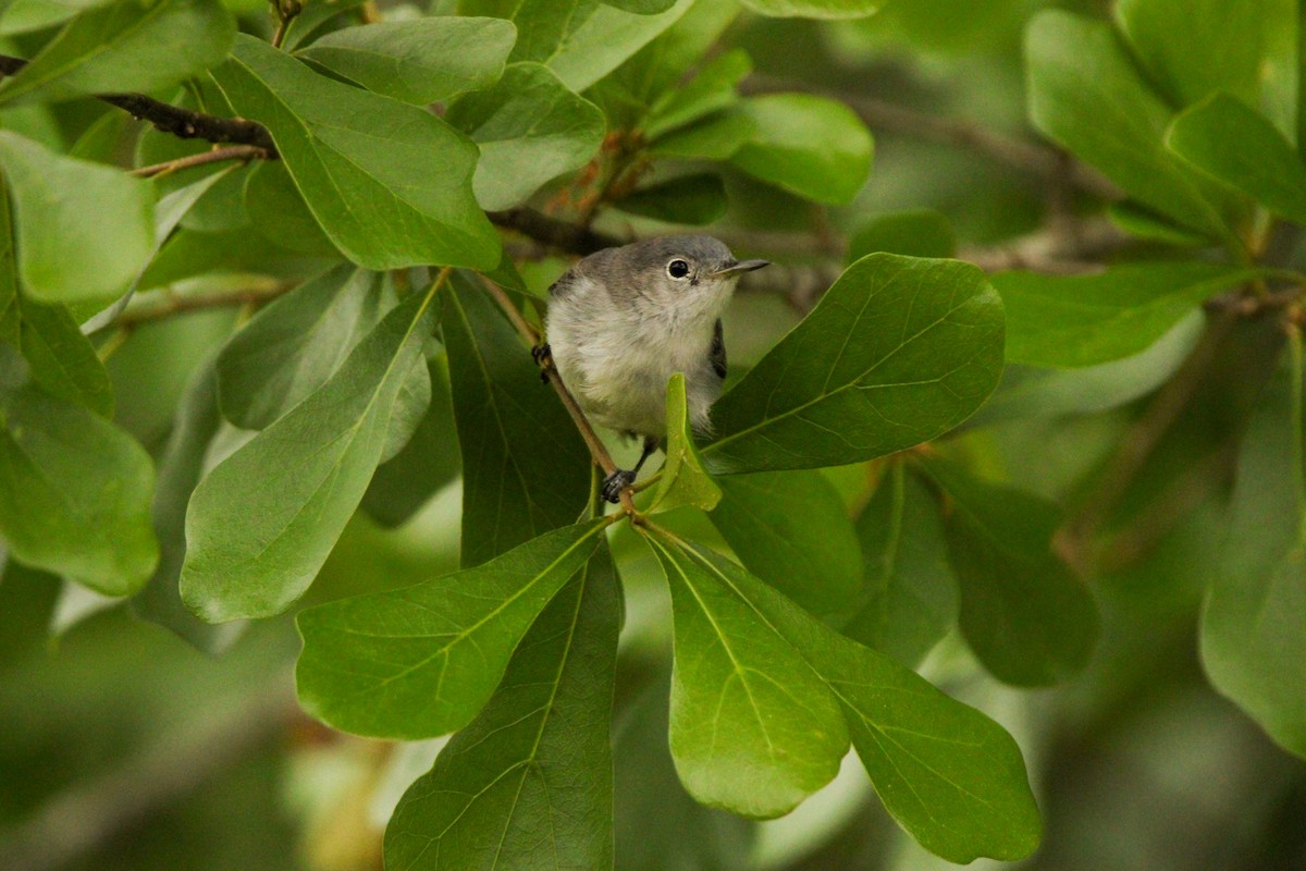 Blue-gray Gnatcatcher - Richard  Lechleitner