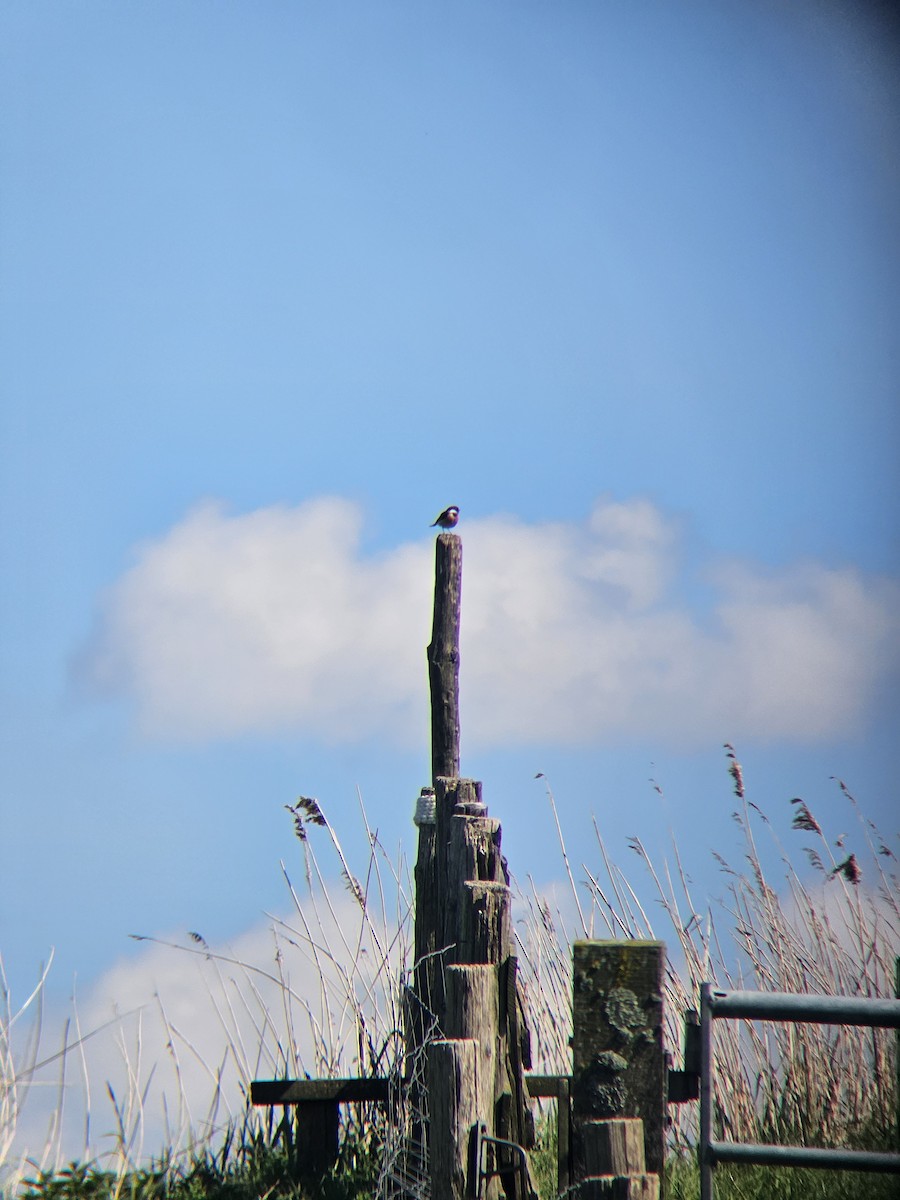European Stonechat - ML618151626