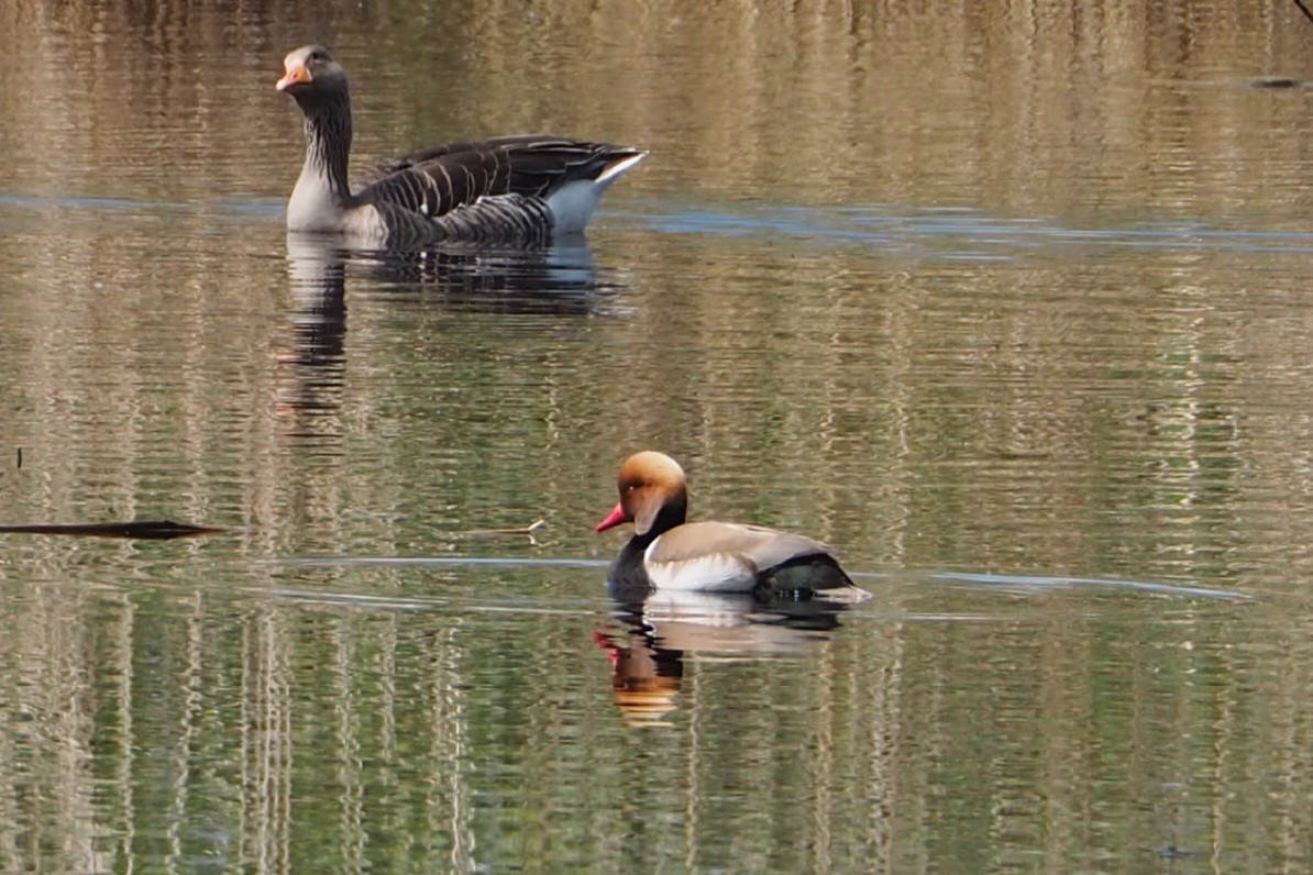 Red-crested Pochard - Wytske De Groot