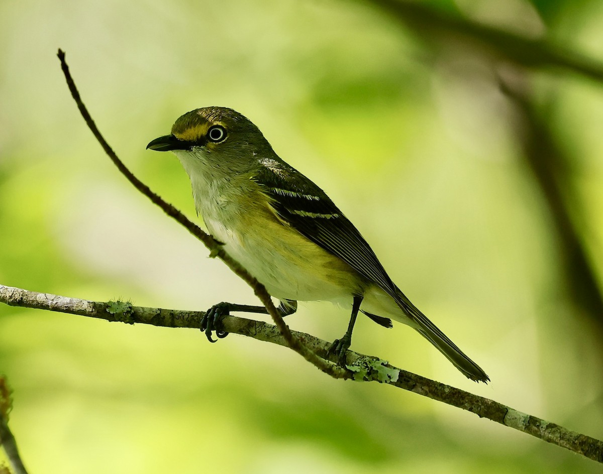 White-eyed Vireo - Jan Hansen