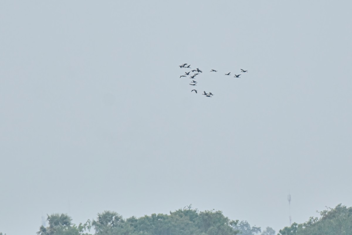 ibis hnědý - ML618151649