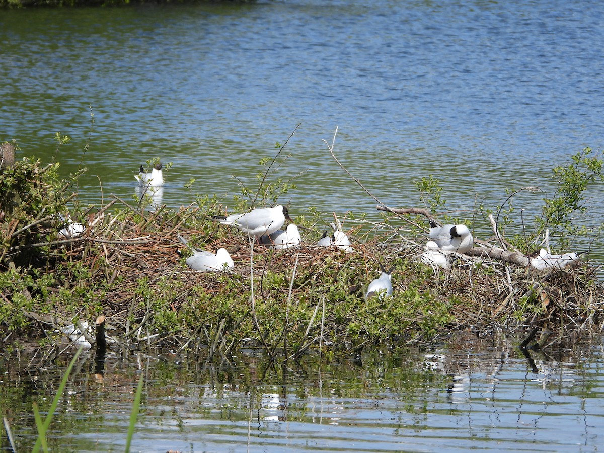 Black-headed Gull - stephen  carter