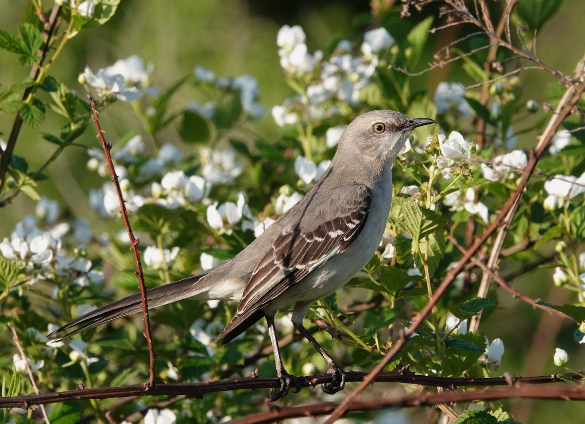 Northern Mockingbird - Mark Goodwin