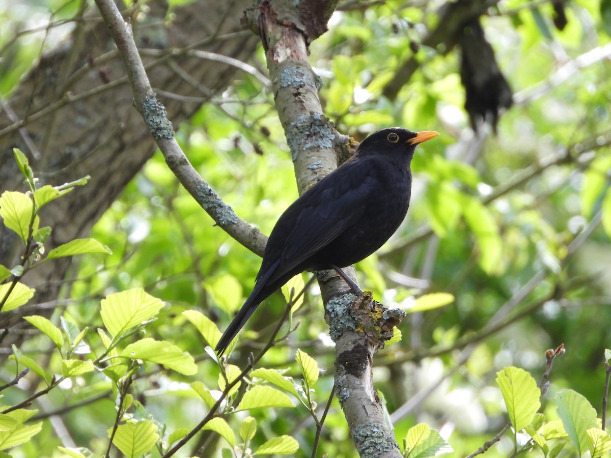 Eurasian Blackbird - stephen  carter