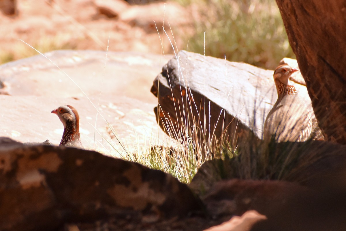 Barbary Partridge - ML618151729