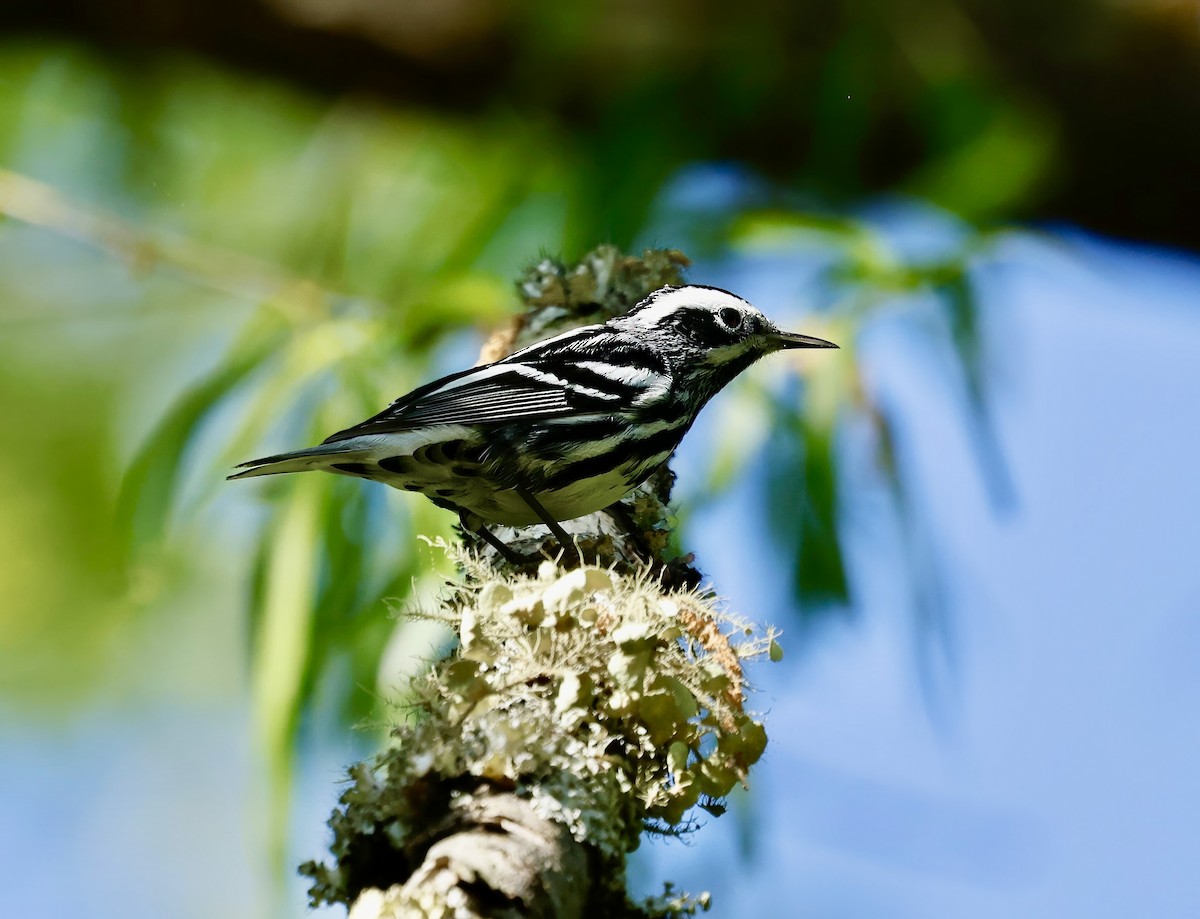 Black-and-white Warbler - Jan Hansen