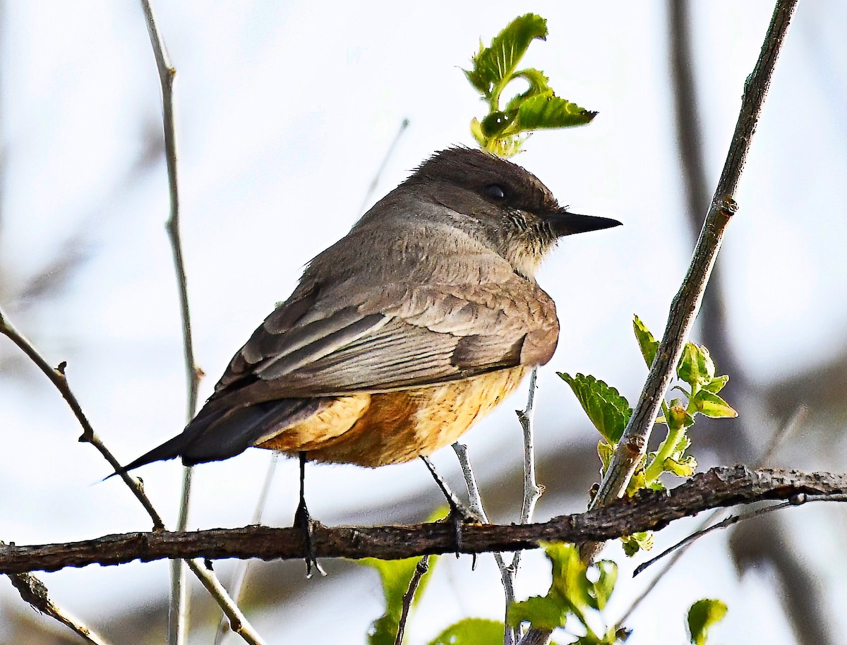 Say's Phoebe - Jim Ward