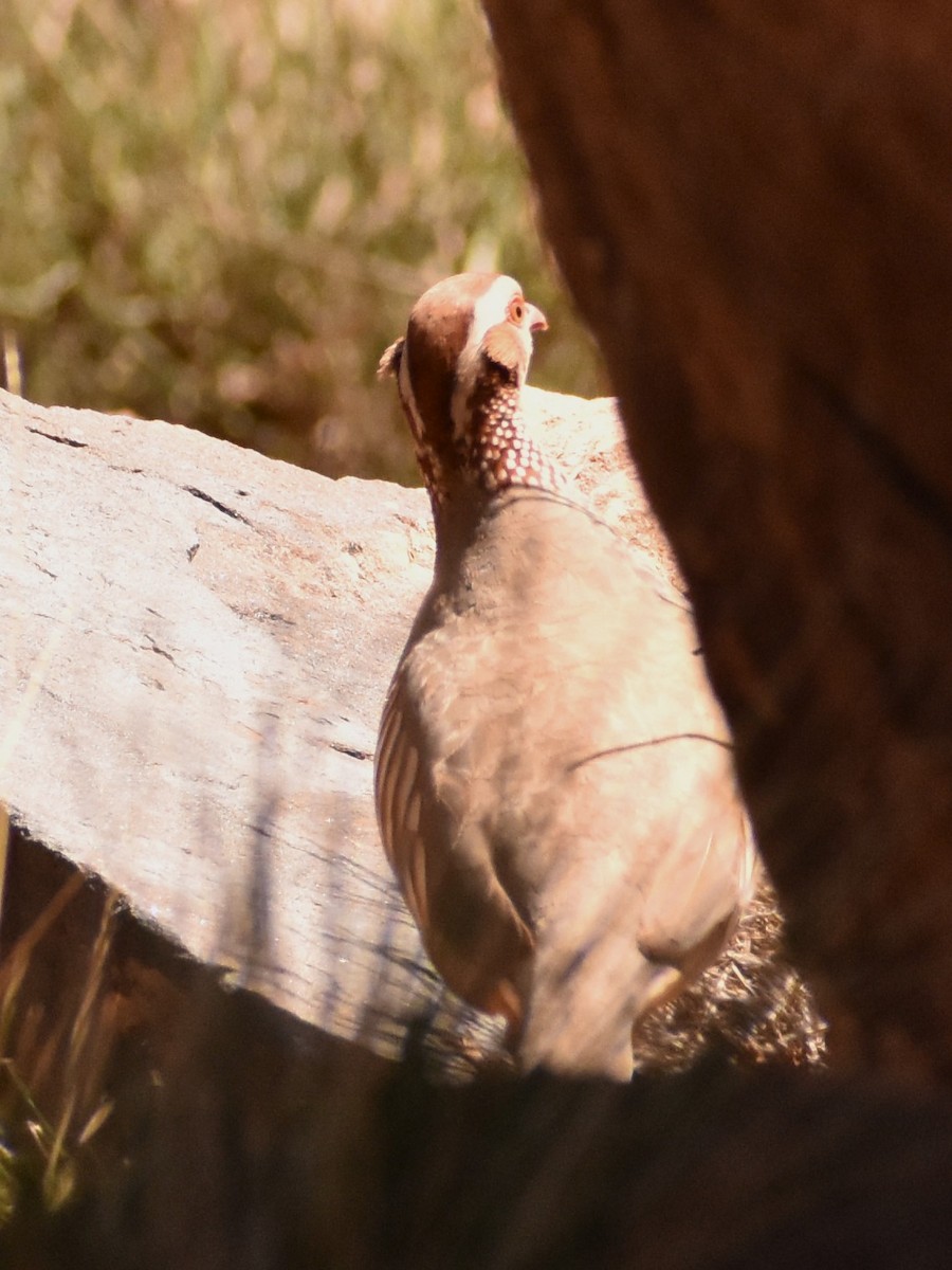 Barbary Partridge - ML618151736