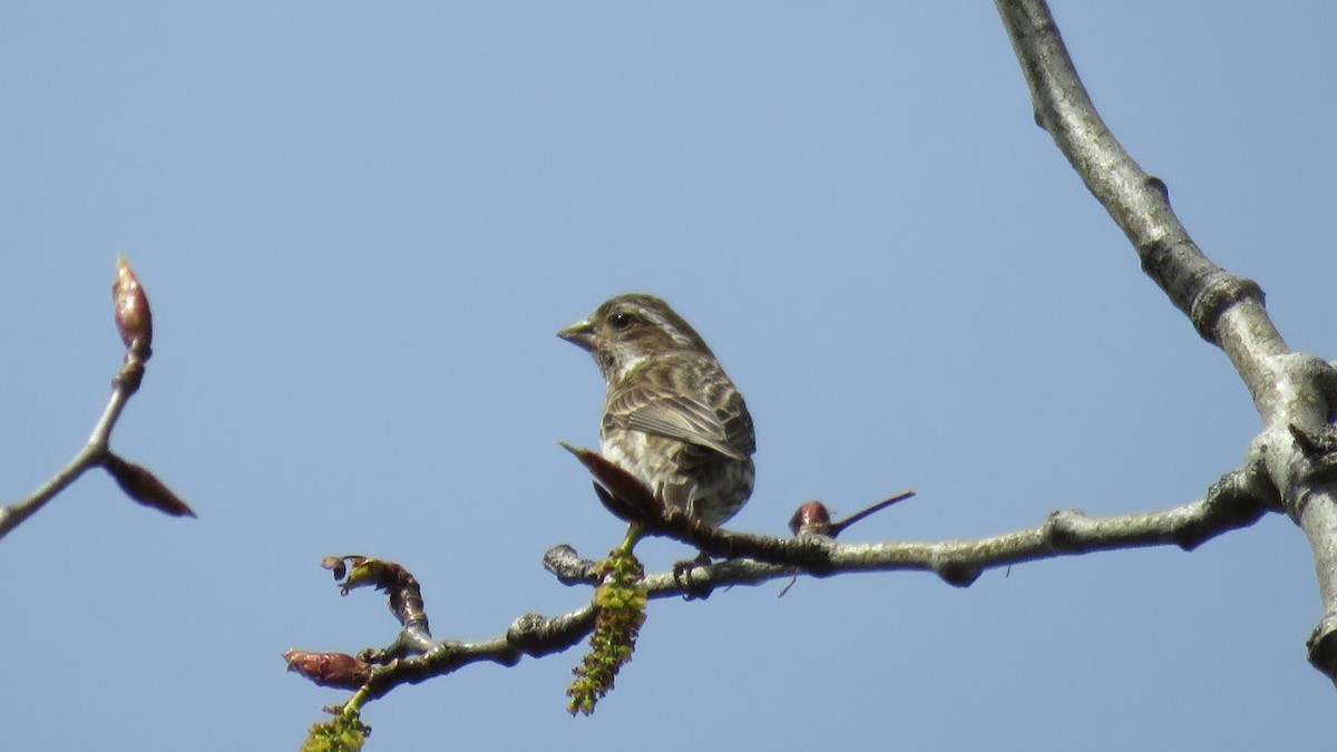 Purple Finch - ML618151737