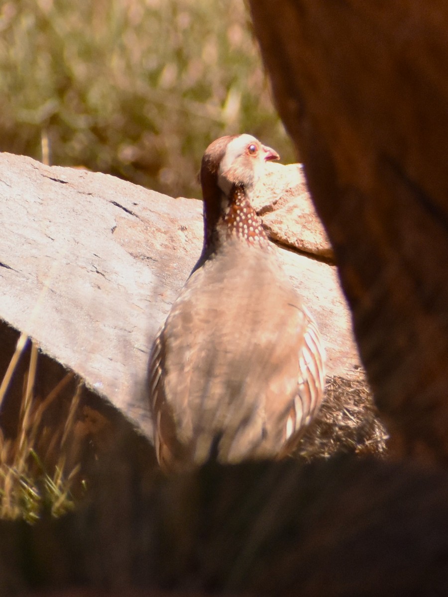 Barbary Partridge - ML618151738