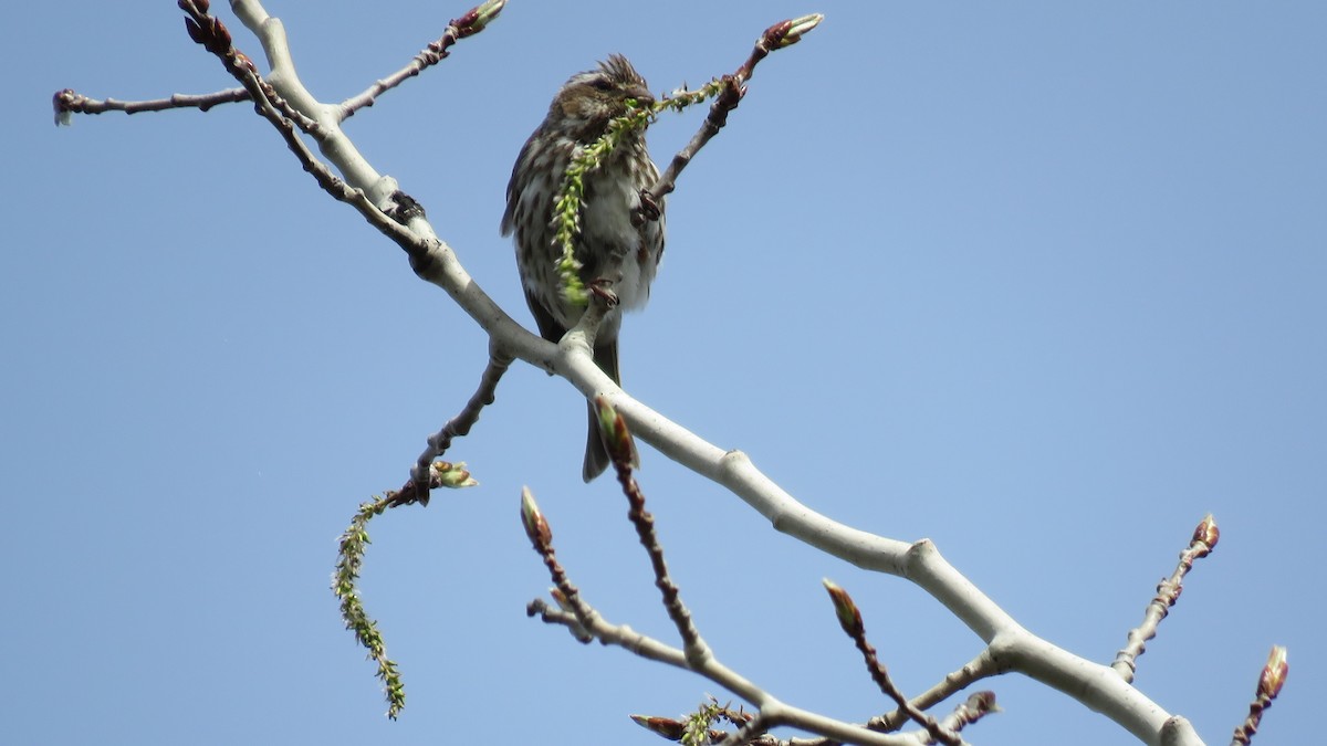 Purple Finch - ML618151739