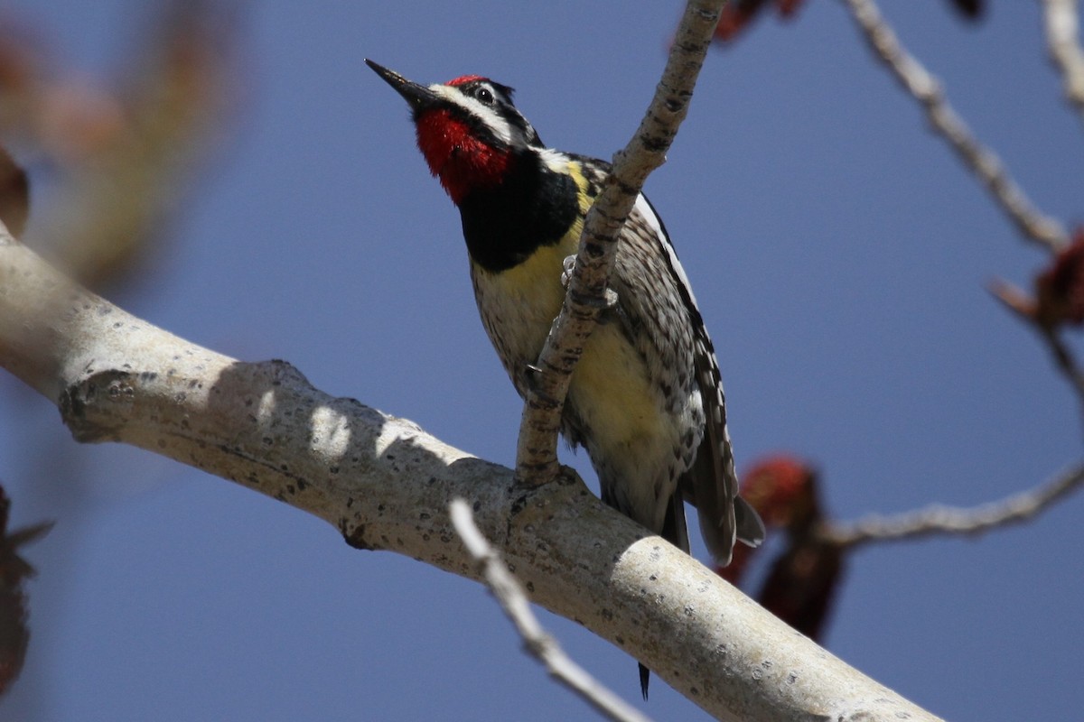 Yellow-bellied Sapsucker - Geoffrey Urwin