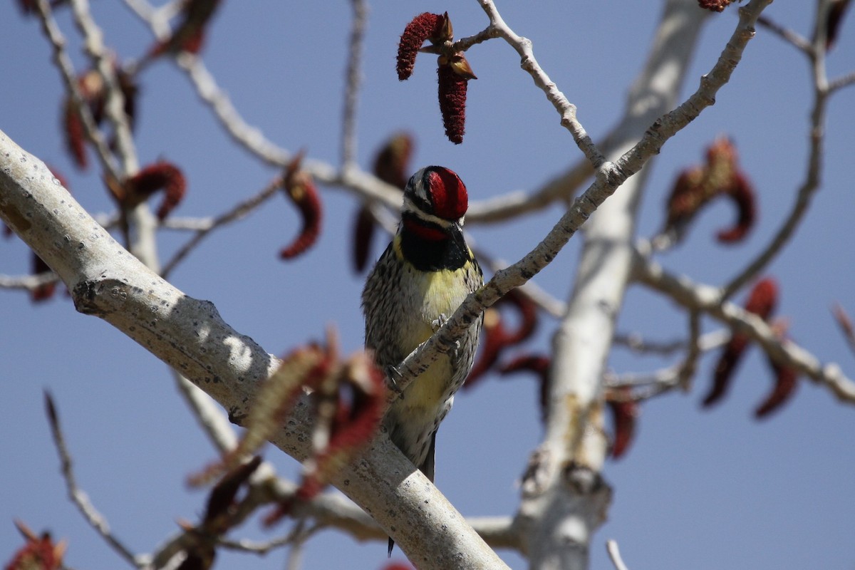 Yellow-bellied Sapsucker - Geoffrey Urwin