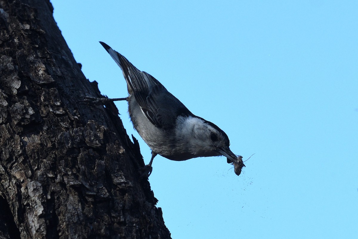 White-breasted Nuthatch - ML618151781