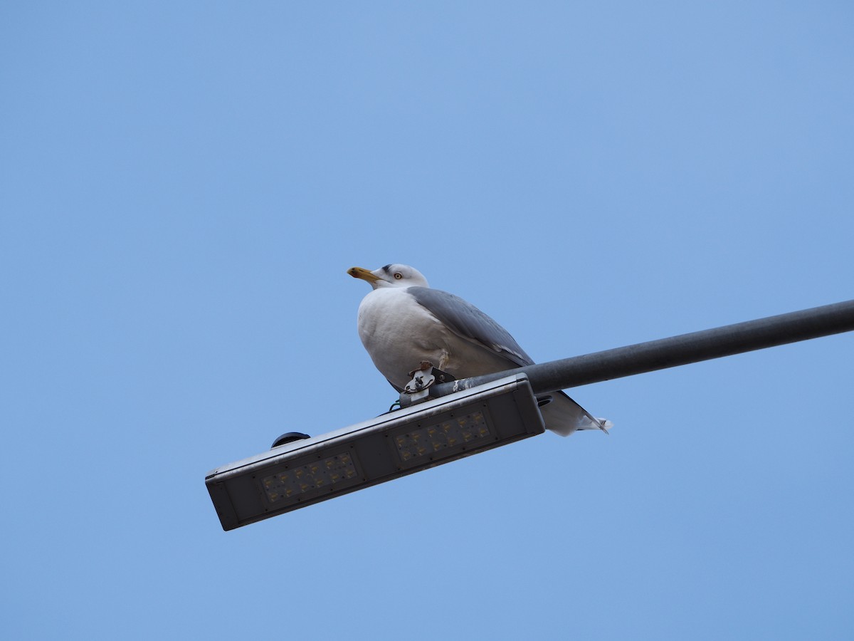 Herring Gull - Mikhail Ilichev