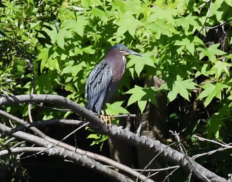 Green Heron - David True