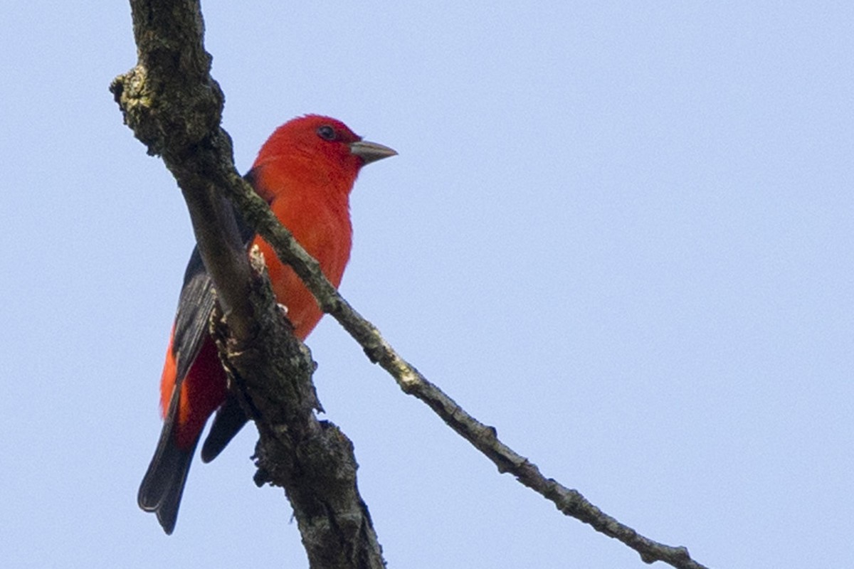 Scarlet Tanager - Michael Bowen