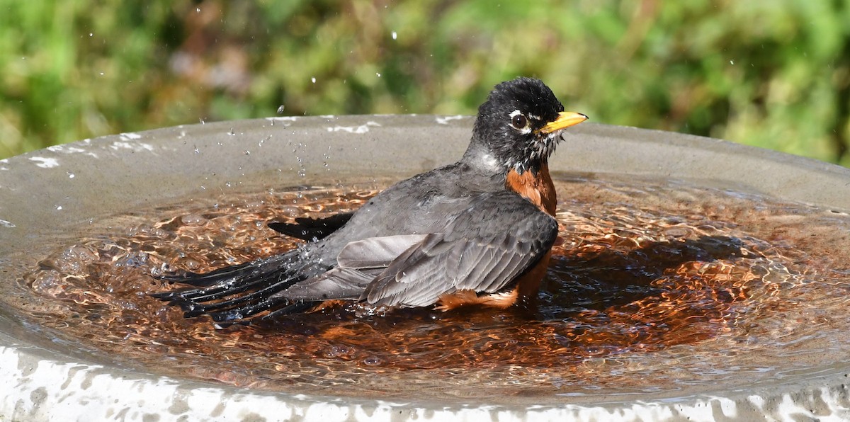 American Robin - David True