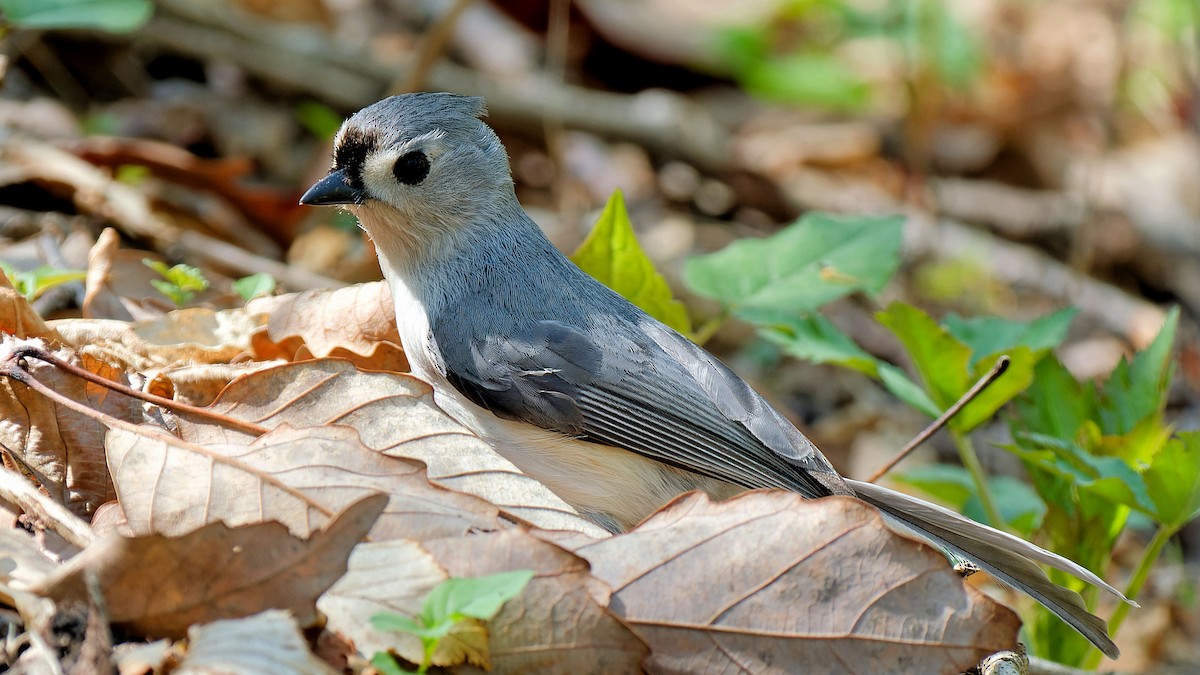 Tufted Titmouse - Craig Becker