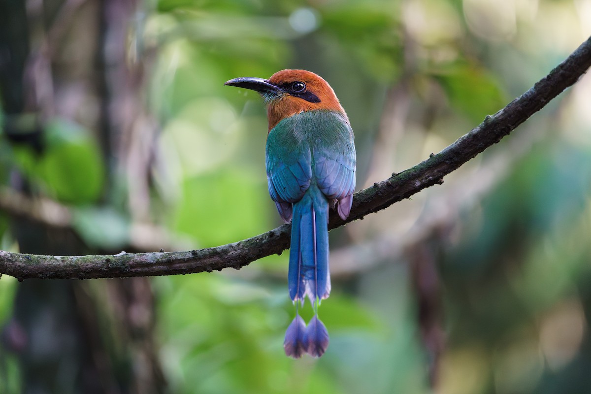 Broad-billed Motmot - ML618151826