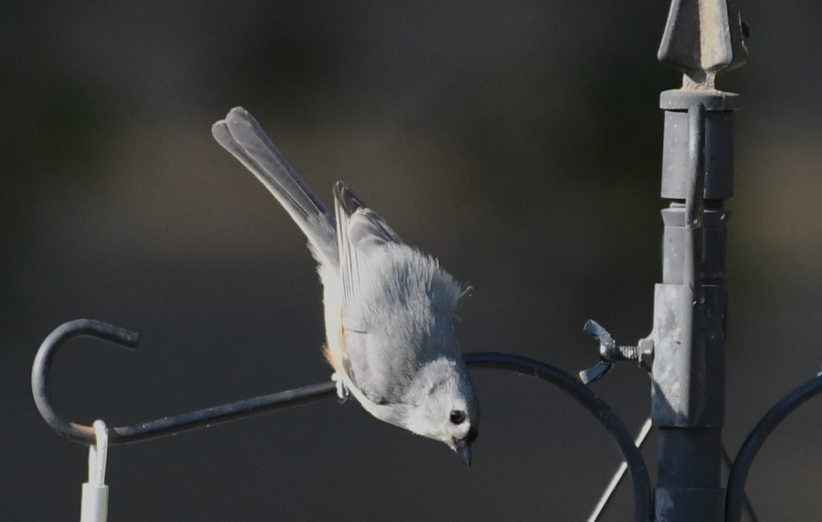 Tufted Titmouse - David True