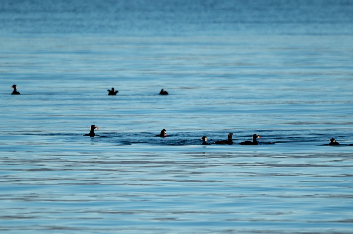 Surf Scoter - Gary Taylor