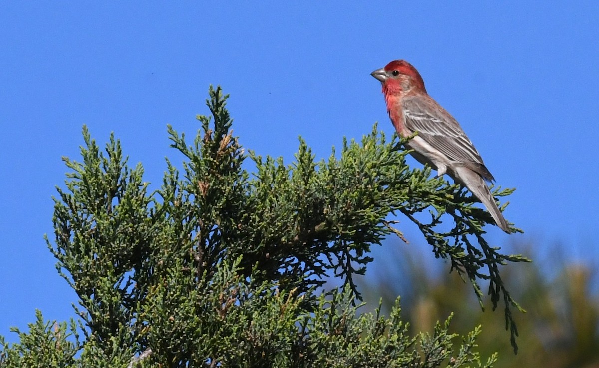 House Finch - David True