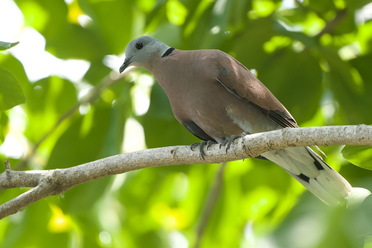 Red Collared-Dove - ML618151847