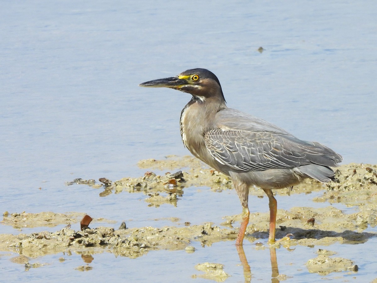 Striated Heron - Ian Brown