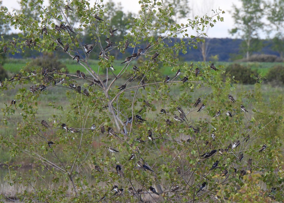 Bank Swallow - ML618151849