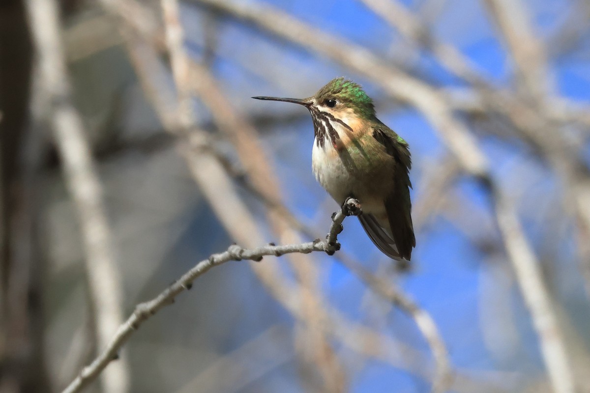 Calliope Hummingbird - James Cummins